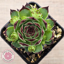 Load image into Gallery viewer, Sempervivum calcareum 'Petite Ceuse'