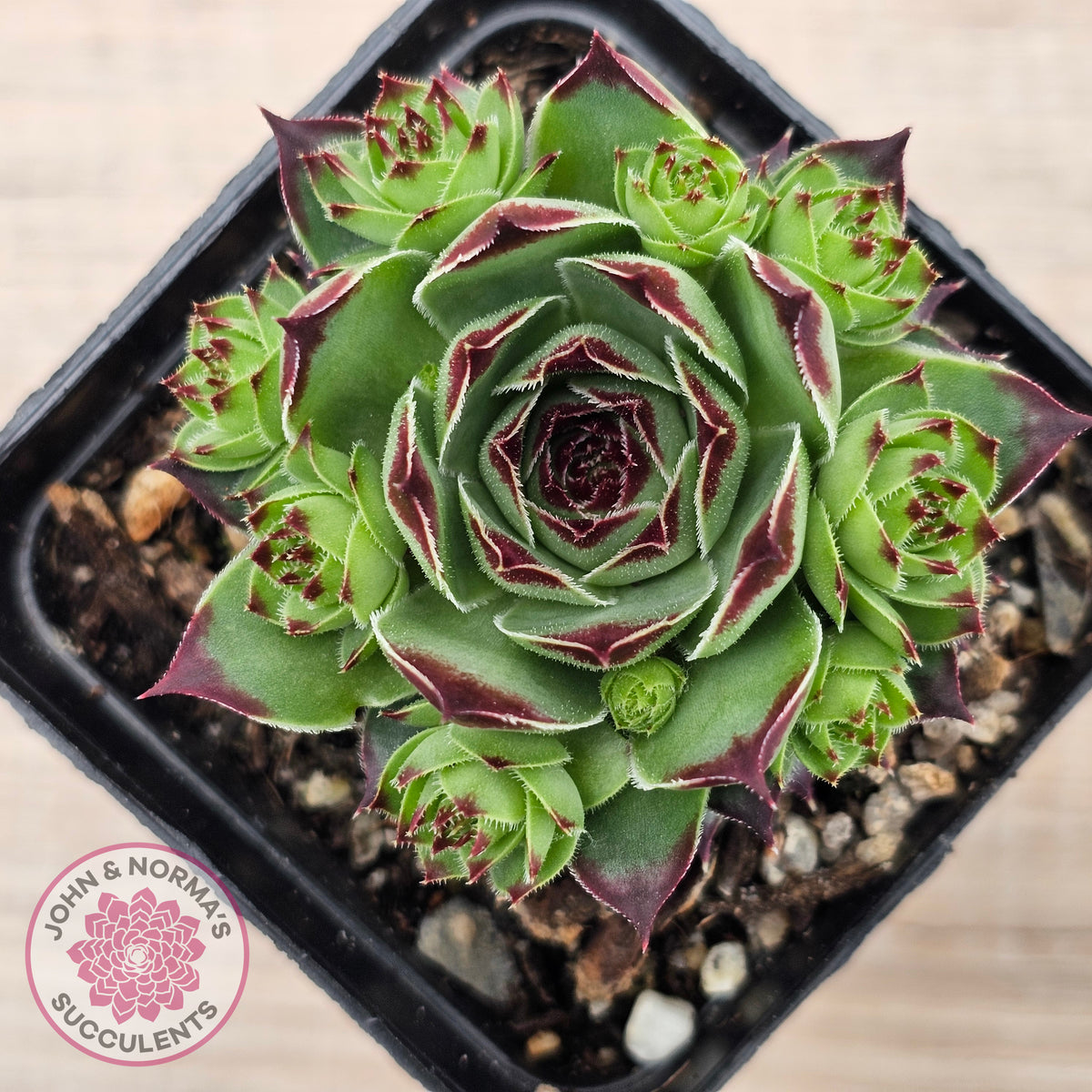 Sempervivum calcareum 'Petite Ceuse'