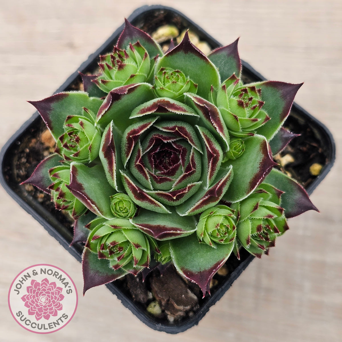 Sempervivum calcareum 'Petite Ceuse'