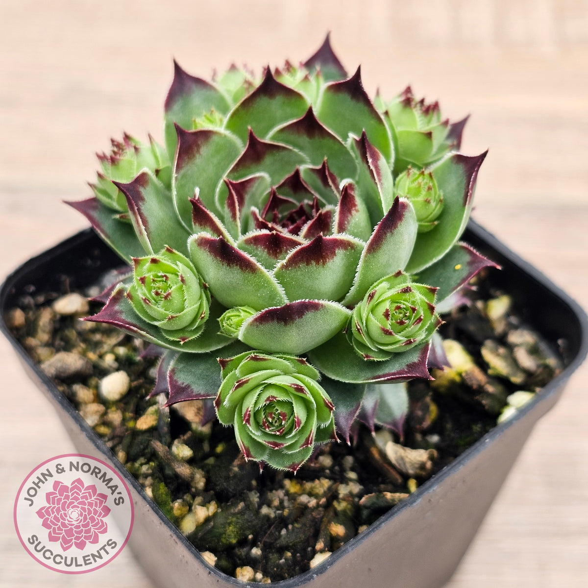 Sempervivum calcareum 'Petite Ceuse'