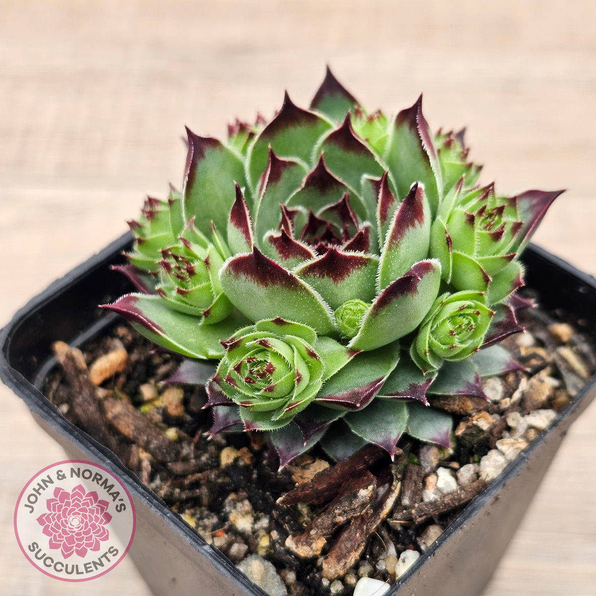 Sempervivum calcareum 'Petite Ceuse'