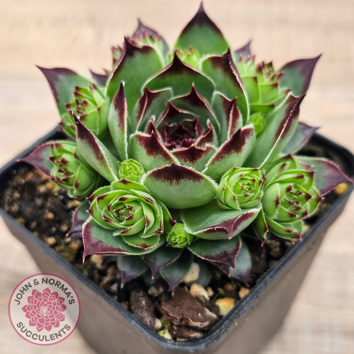 Sempervivum calcareum 'Petite Ceuse'