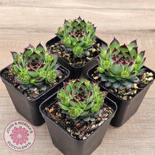 Load image into Gallery viewer, Sempervivum calcareum 'Petite Ceuse'