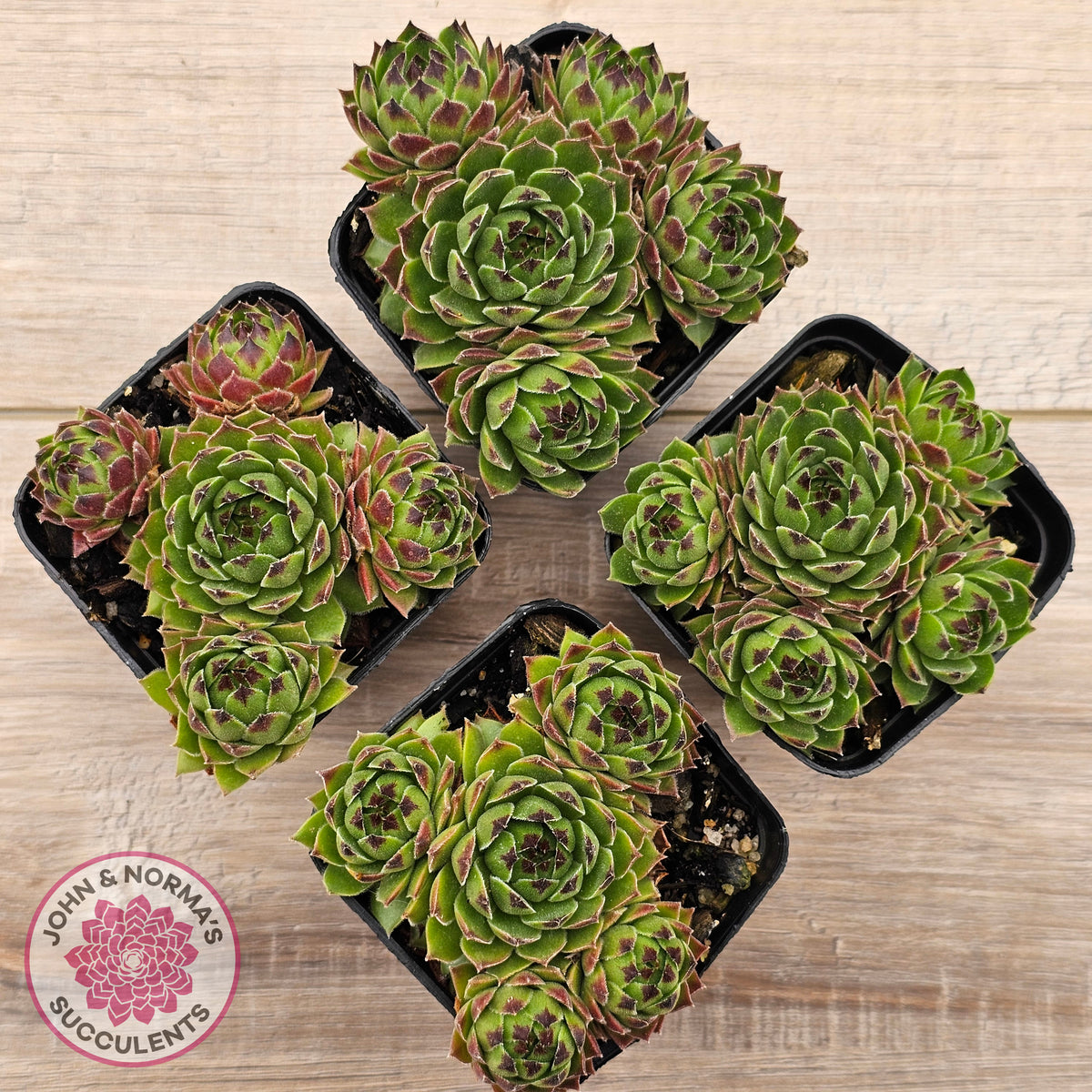 Sempervivum cantabricum ssp. urbionense (multi)