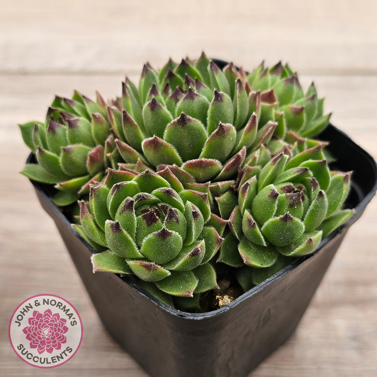 Sempervivum cantabricum ssp. urbionense (multi)