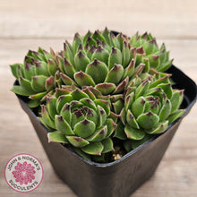 Load image into Gallery viewer, Sempervivum cantabricum ssp. urbionense