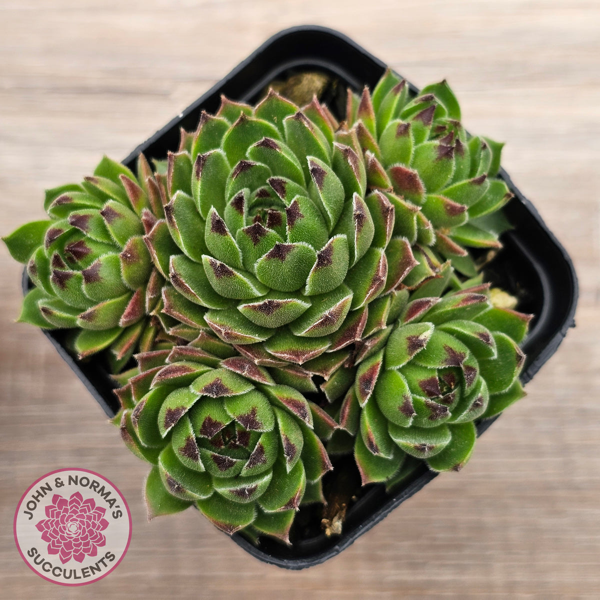 Sempervivum cantabricum ssp. urbionense (multi)