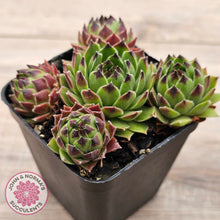 Load image into Gallery viewer, Sempervivum cantabricum ssp. urbionense