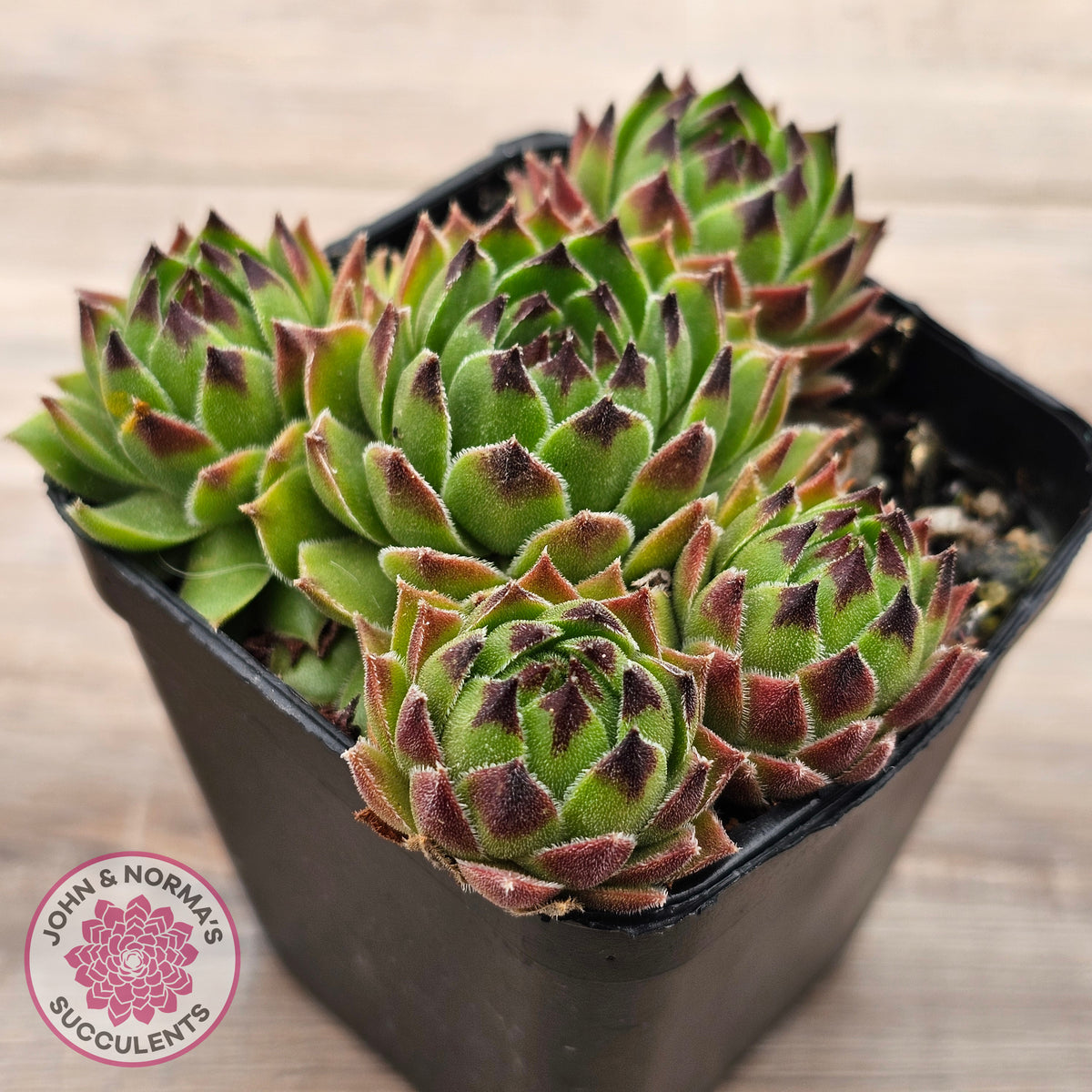 Sempervivum cantabricum ssp. urbionense (multi)