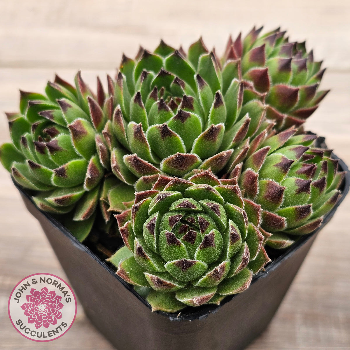 Sempervivum cantabricum ssp. urbionense (multi)