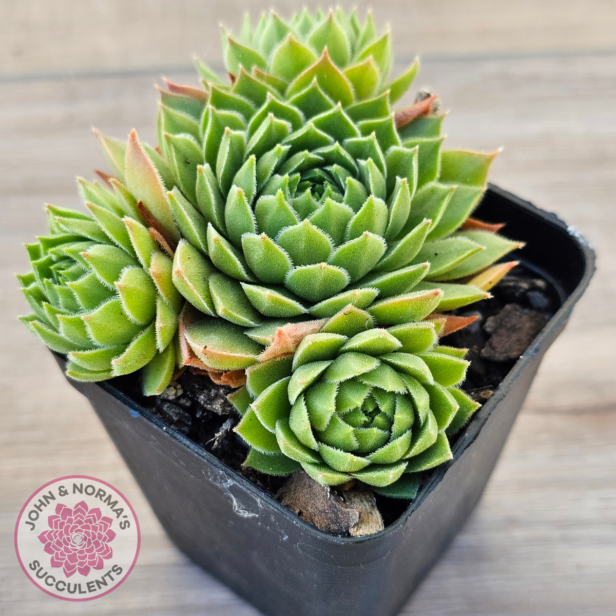 Sempervivum cantabricum ssp. urbionense (multi)