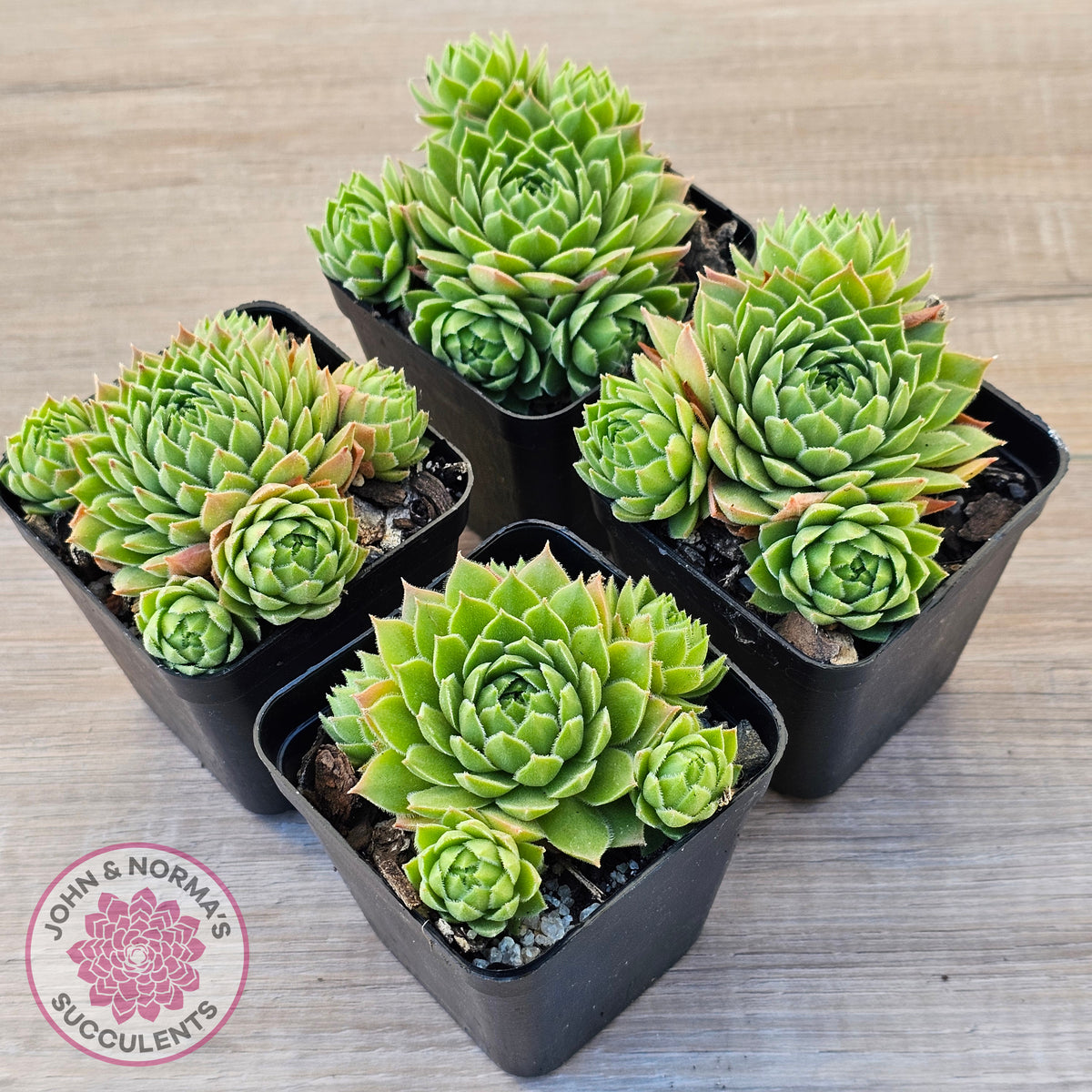 Sempervivum cantabricum ssp. urbionense (multi)