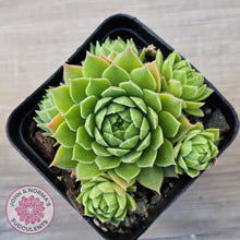 Load image into Gallery viewer, Sempervivum cantabricum ssp. urbionense