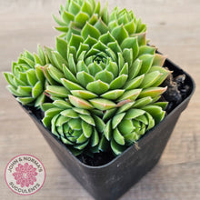 Load image into Gallery viewer, Sempervivum cantabricum ssp. urbionense
