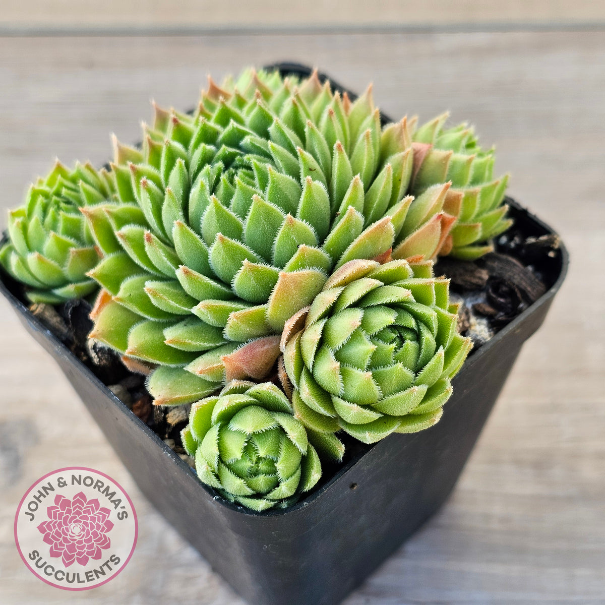 Sempervivum cantabricum ssp. urbionense (multi)
