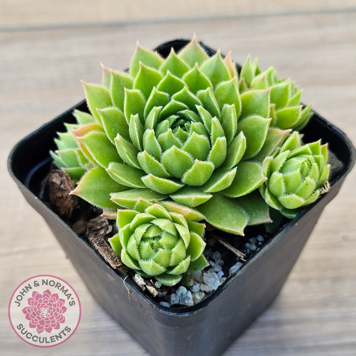 Sempervivum cantabricum ssp. urbionense (multi)