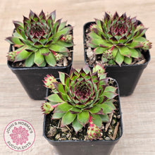 Load image into Gallery viewer, Sempervivum caucasicum
