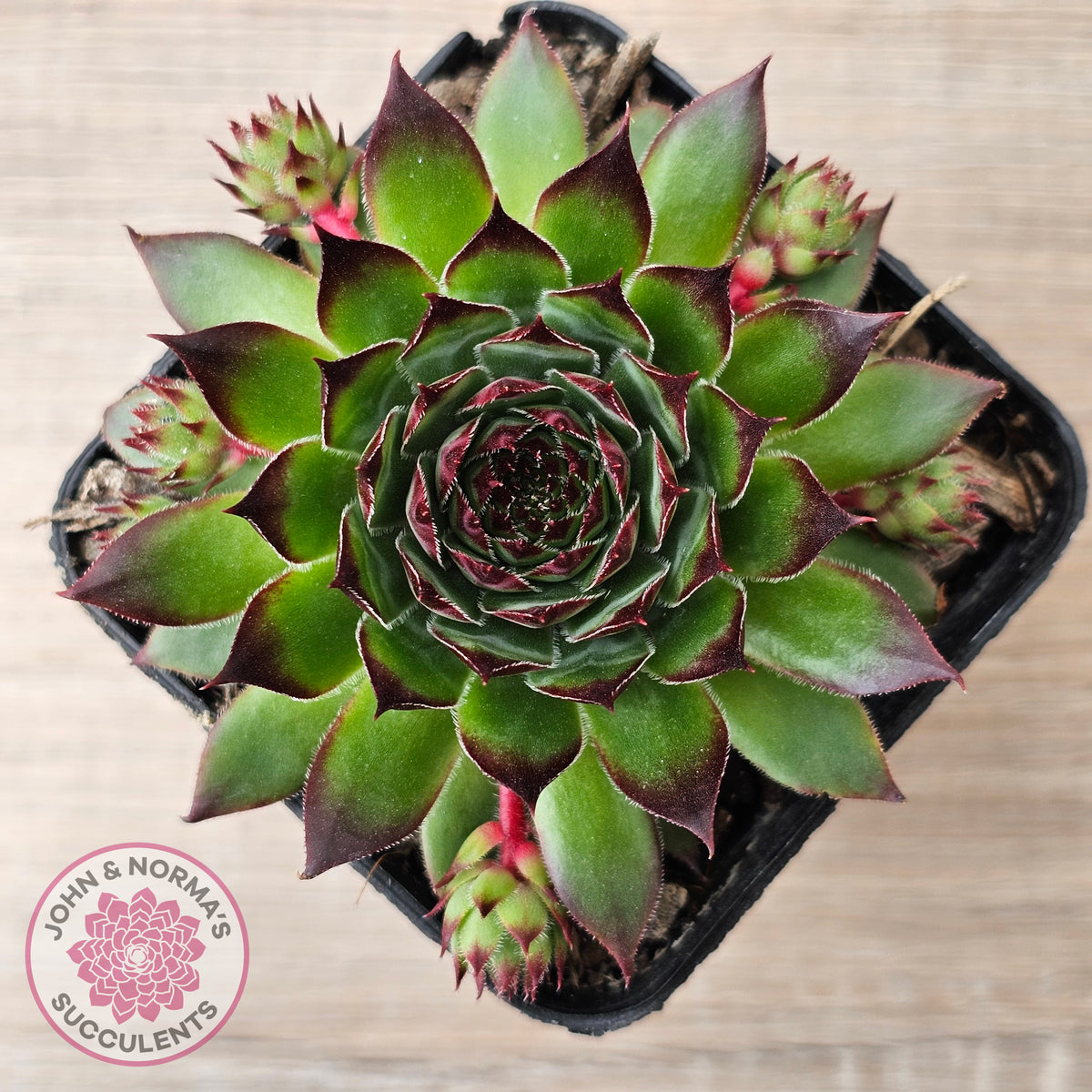 Sempervivum caucasicum