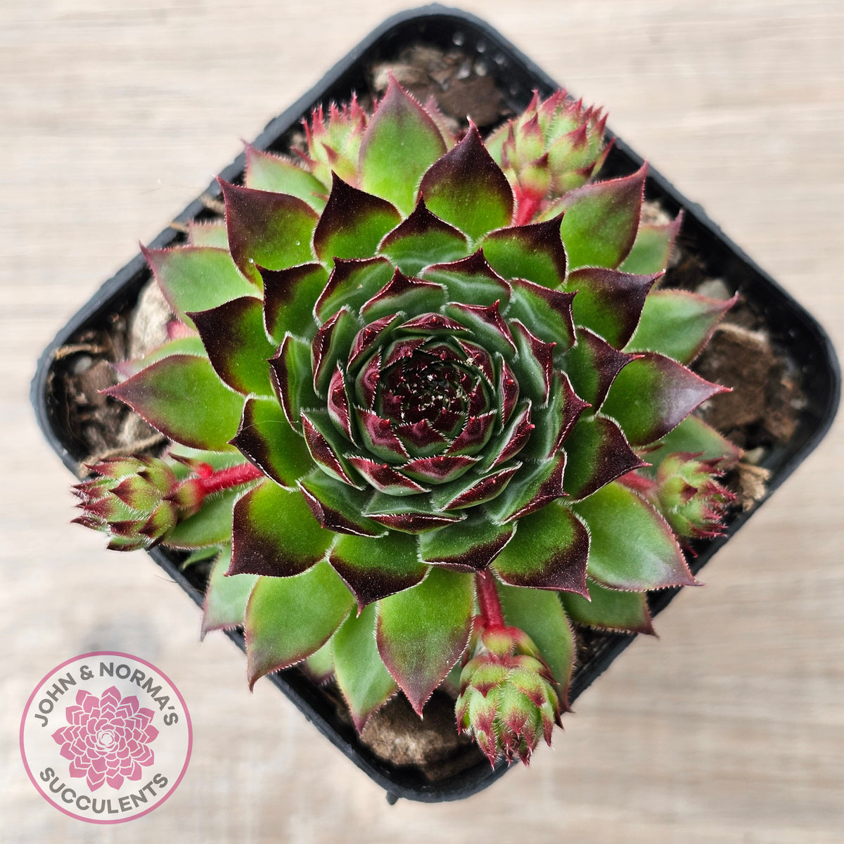 Sempervivum caucasicum