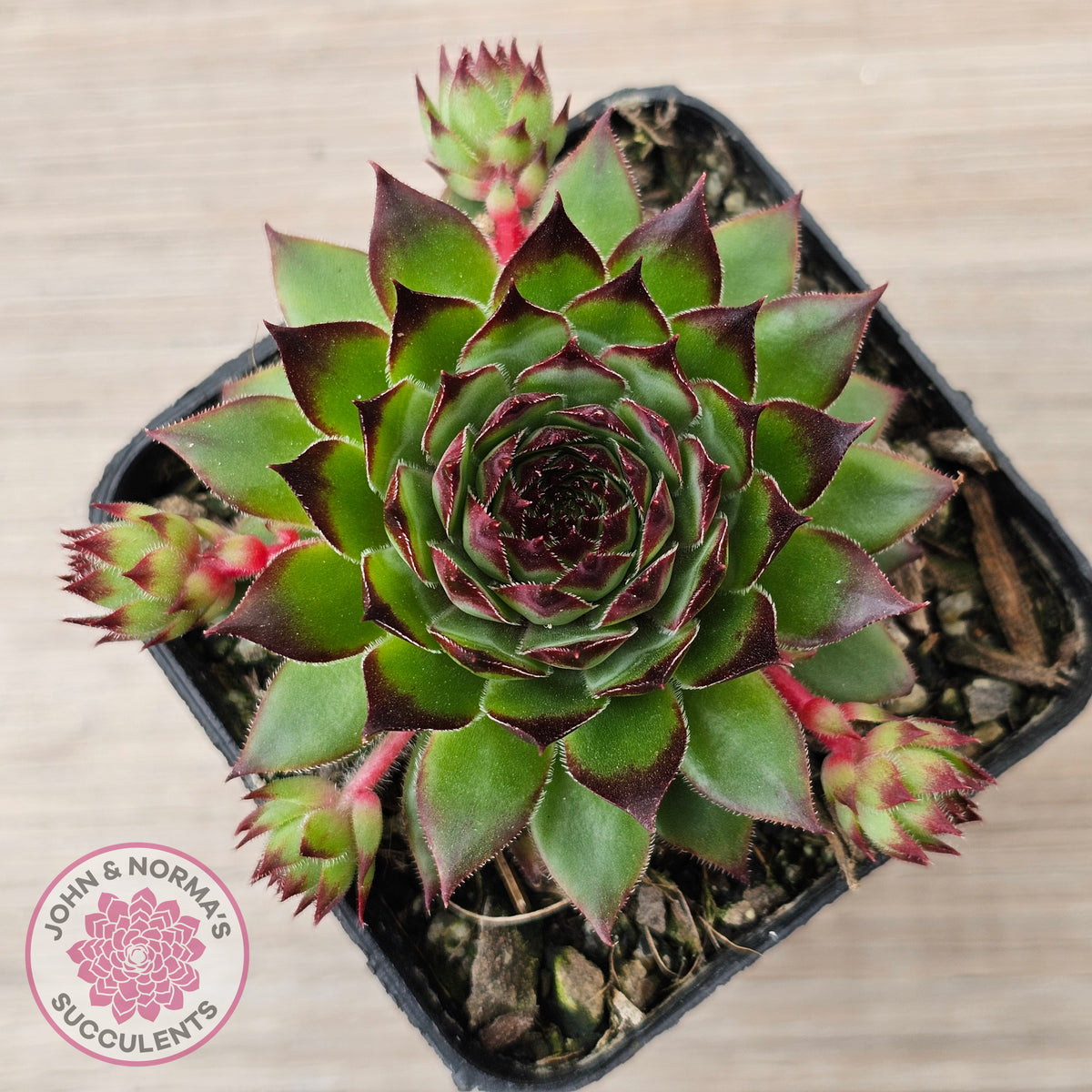 Sempervivum caucasicum
