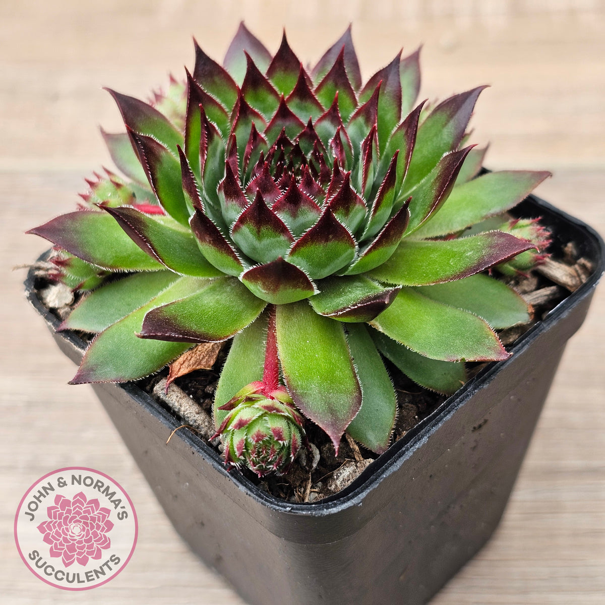 Sempervivum caucasicum