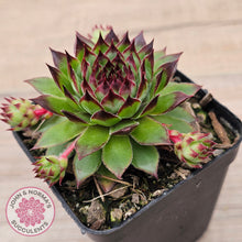 Load image into Gallery viewer, Sempervivum caucasicum