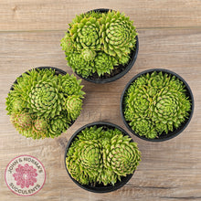 Load image into Gallery viewer, Sempervivum globiferum subsp. allionii