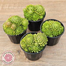 Load image into Gallery viewer, Sempervivum globiferum subsp. allionii