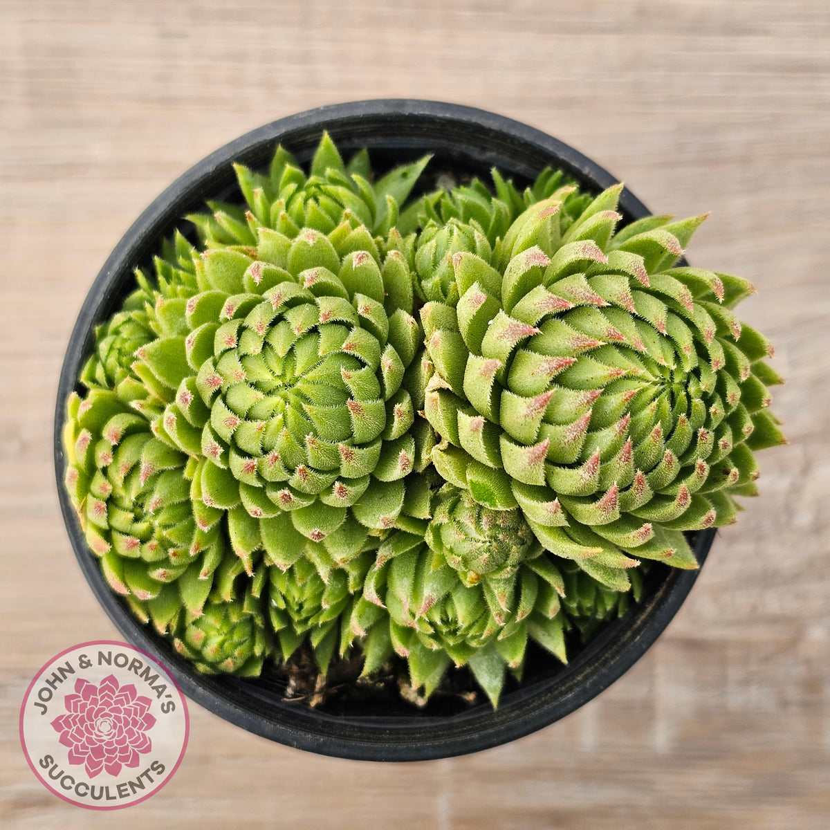 Sempervivum globiferum subsp. allionii