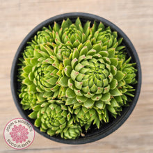 Load image into Gallery viewer, Sempervivum globiferum subsp. allionii