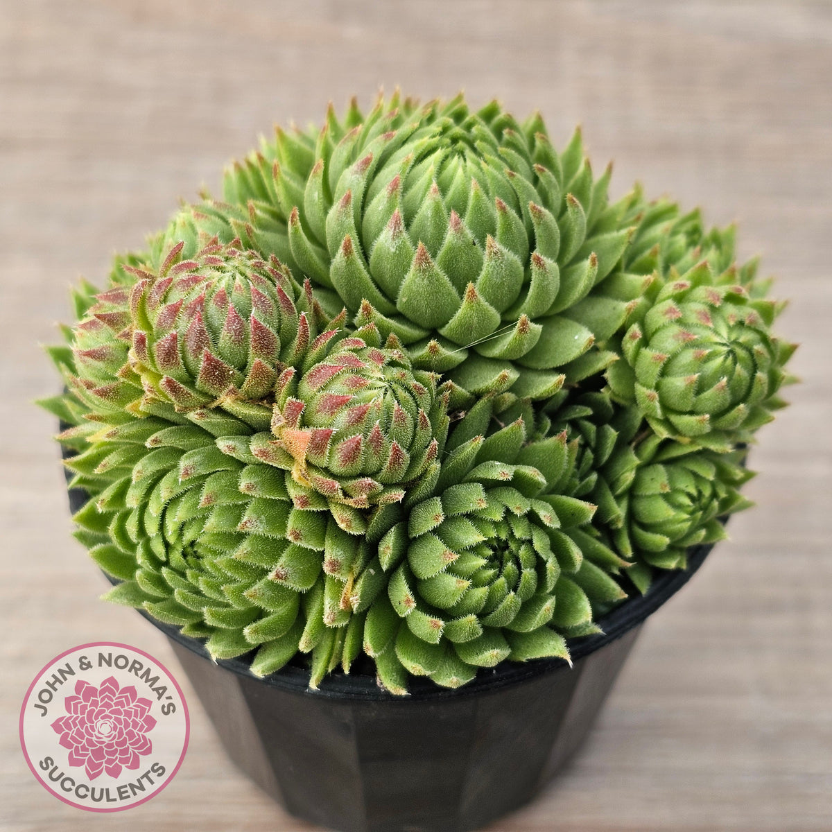 Sempervivum globiferum subsp. allionii