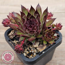 Load image into Gallery viewer, Sempervivum tectorum 'Bronco'