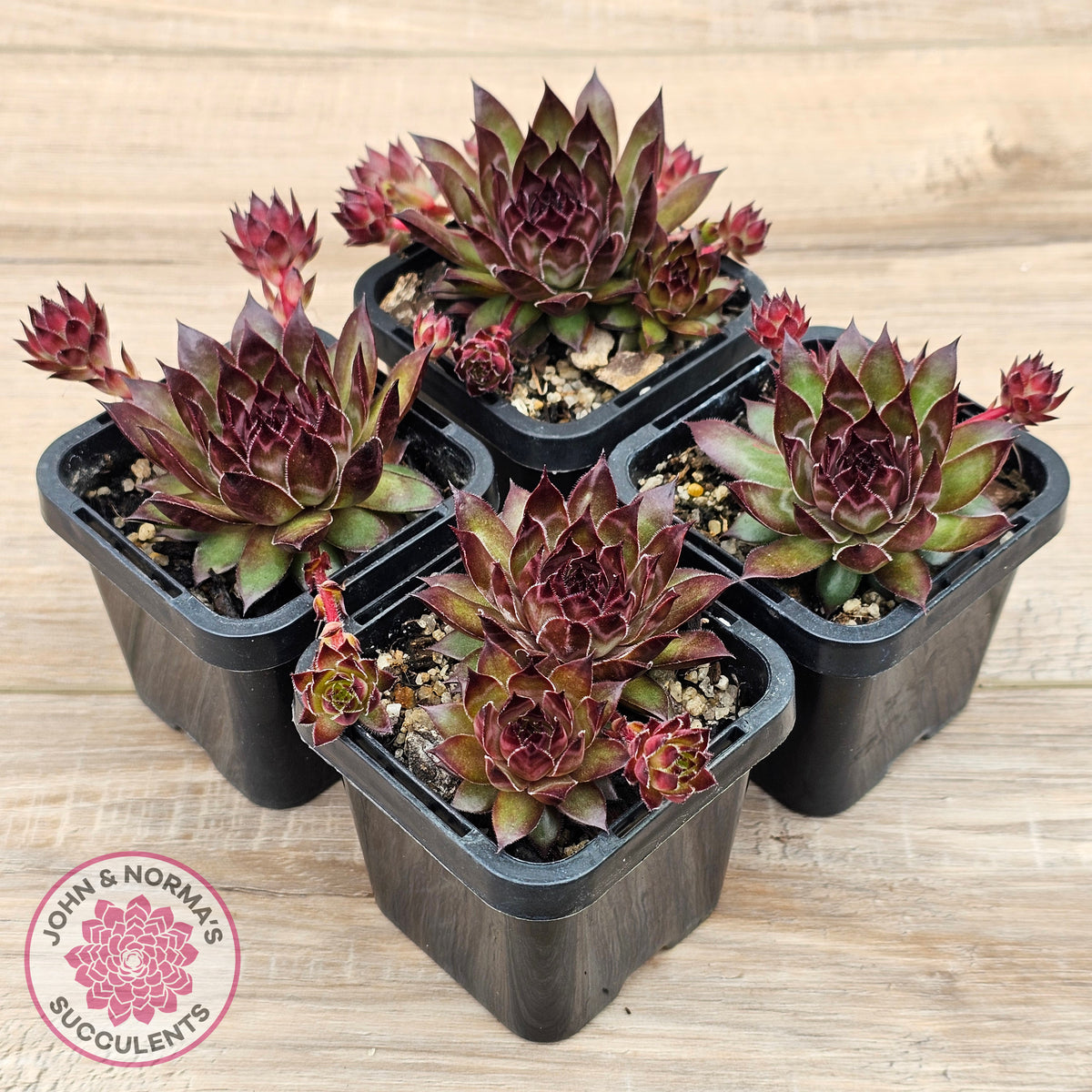 Sempervivum tectorum 'Bronco'