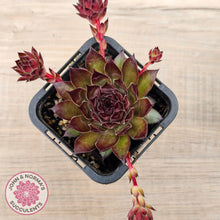 Load image into Gallery viewer, Sempervivum tectorum 'Bronco'