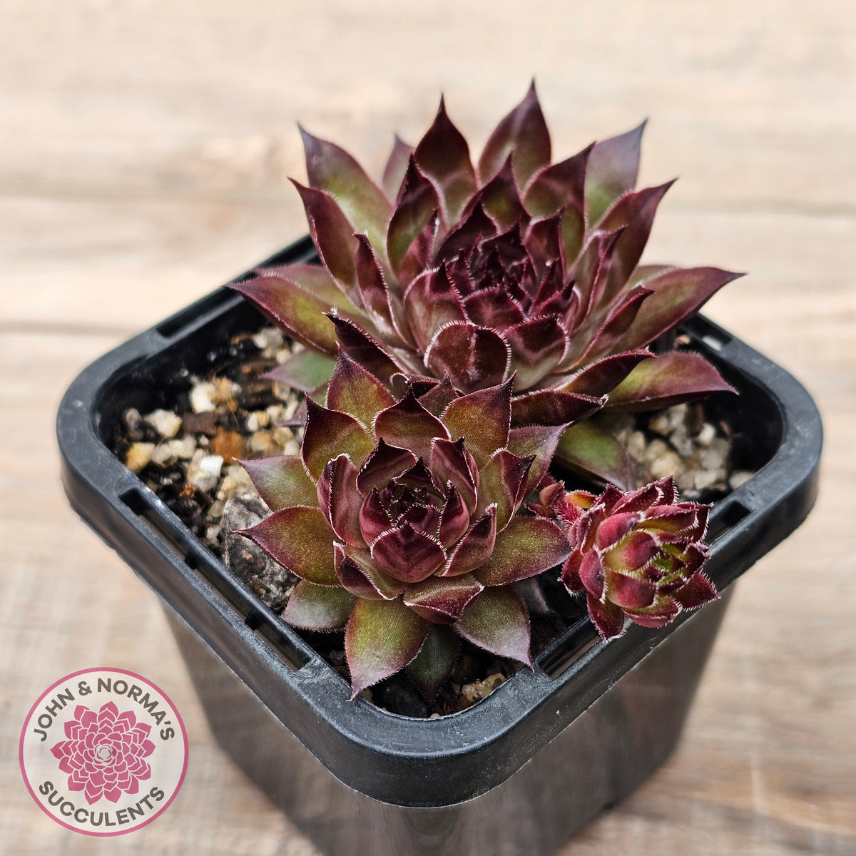 Sempervivum tectorum 'Bronco'