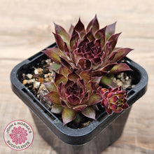 Load image into Gallery viewer, Sempervivum tectorum 'Bronco'
