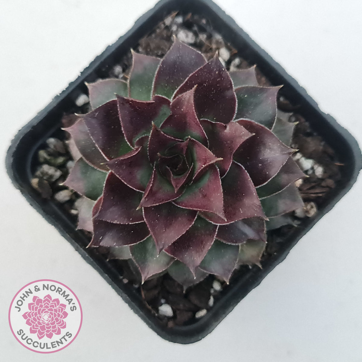 Sempervivum tectorum 'Bronco'