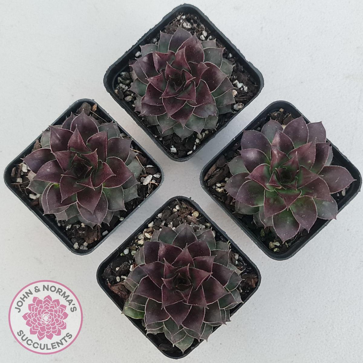 Sempervivum tectorum 'Bronco'