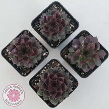 Load image into Gallery viewer, Sempervivum tectorum 'Bronco'