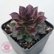 Load image into Gallery viewer, Sempervivum tectorum 'Bronco'
