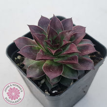 Load image into Gallery viewer, Sempervivum tectorum 'Bronco'