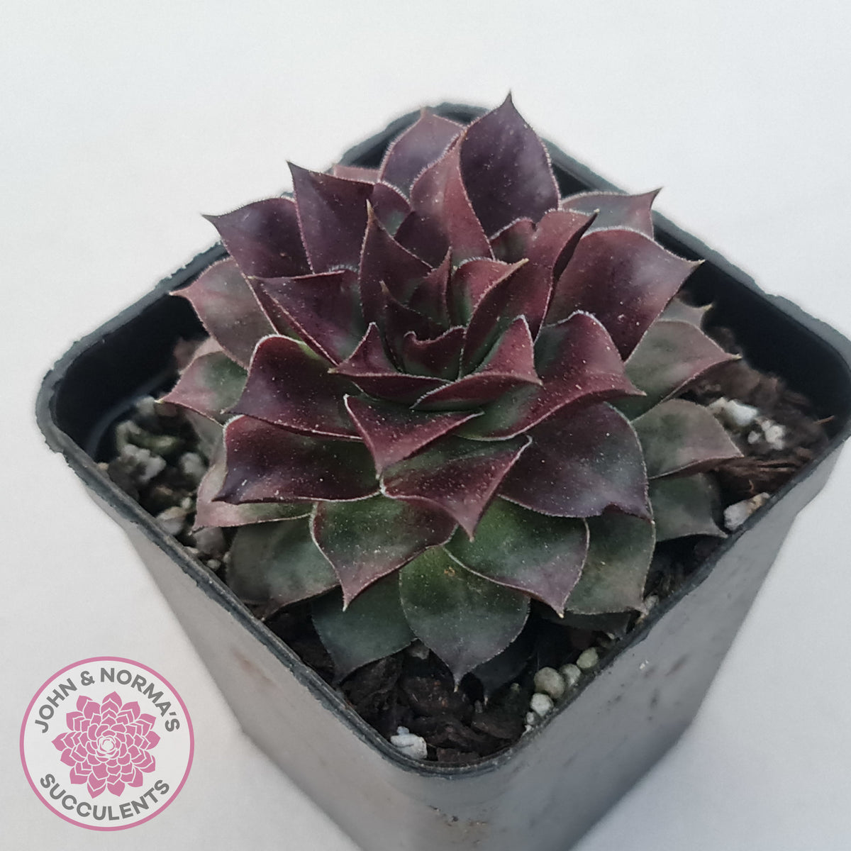 Sempervivum tectorum 'Bronco'