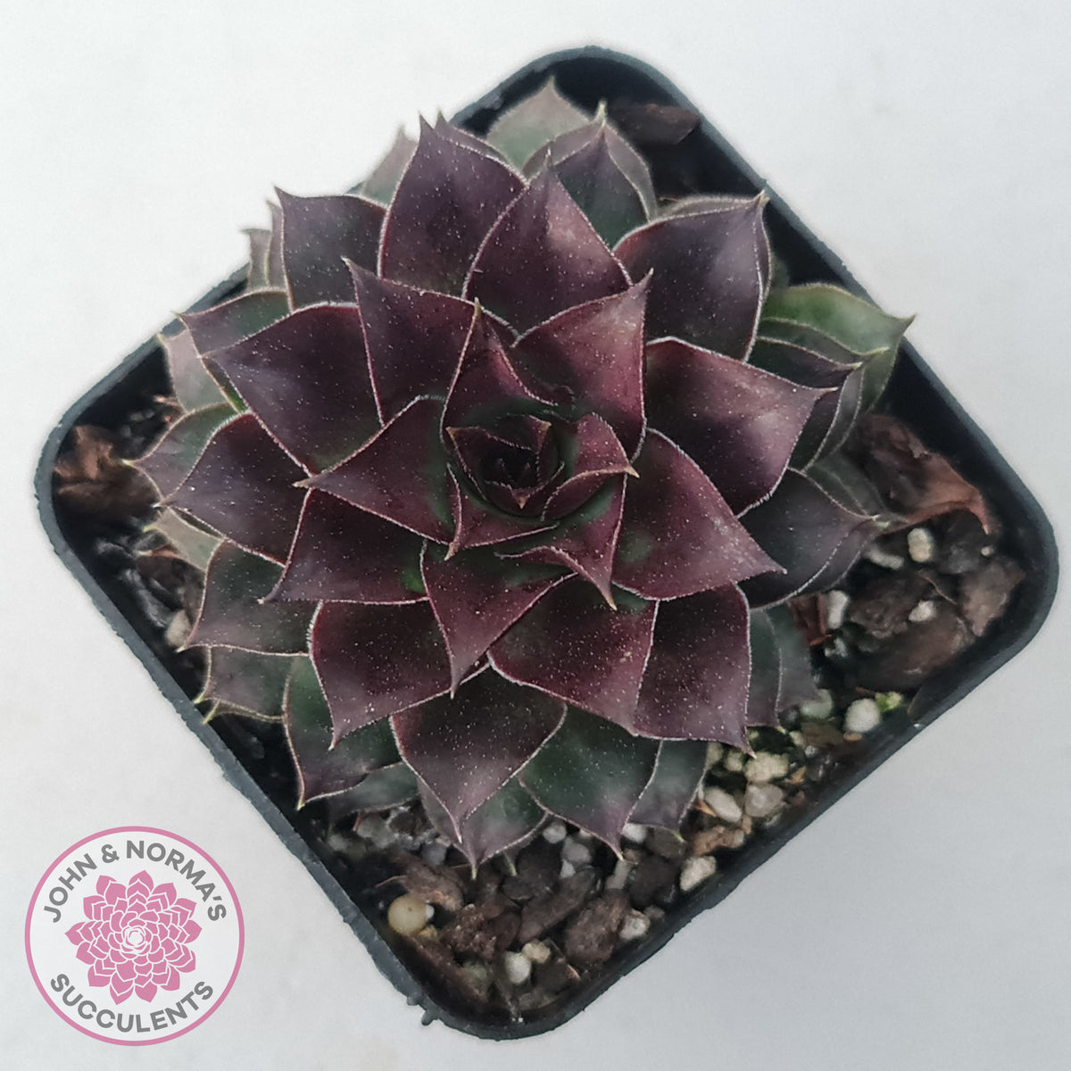 Sempervivum tectorum 'Bronco'