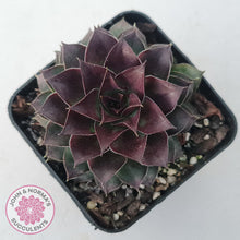 Load image into Gallery viewer, Sempervivum tectorum 'Bronco'