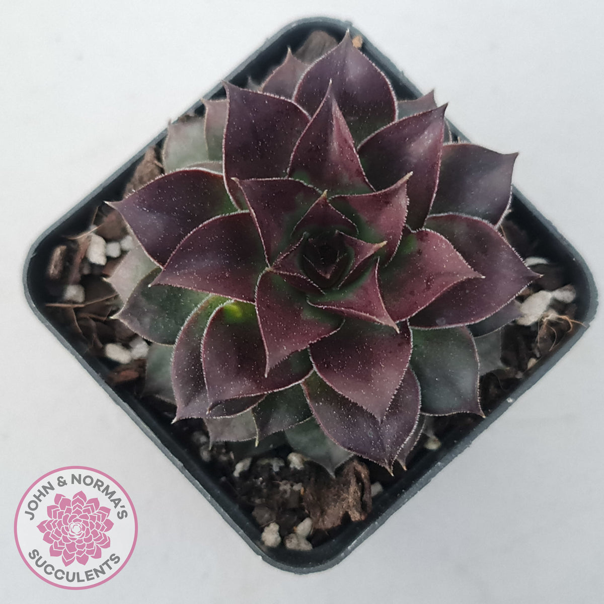 Sempervivum tectorum 'Bronco'
