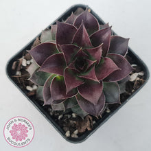 Load image into Gallery viewer, Sempervivum tectorum 'Bronco'