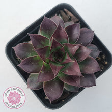 Load image into Gallery viewer, Sempervivum tectorum 'Bronco'