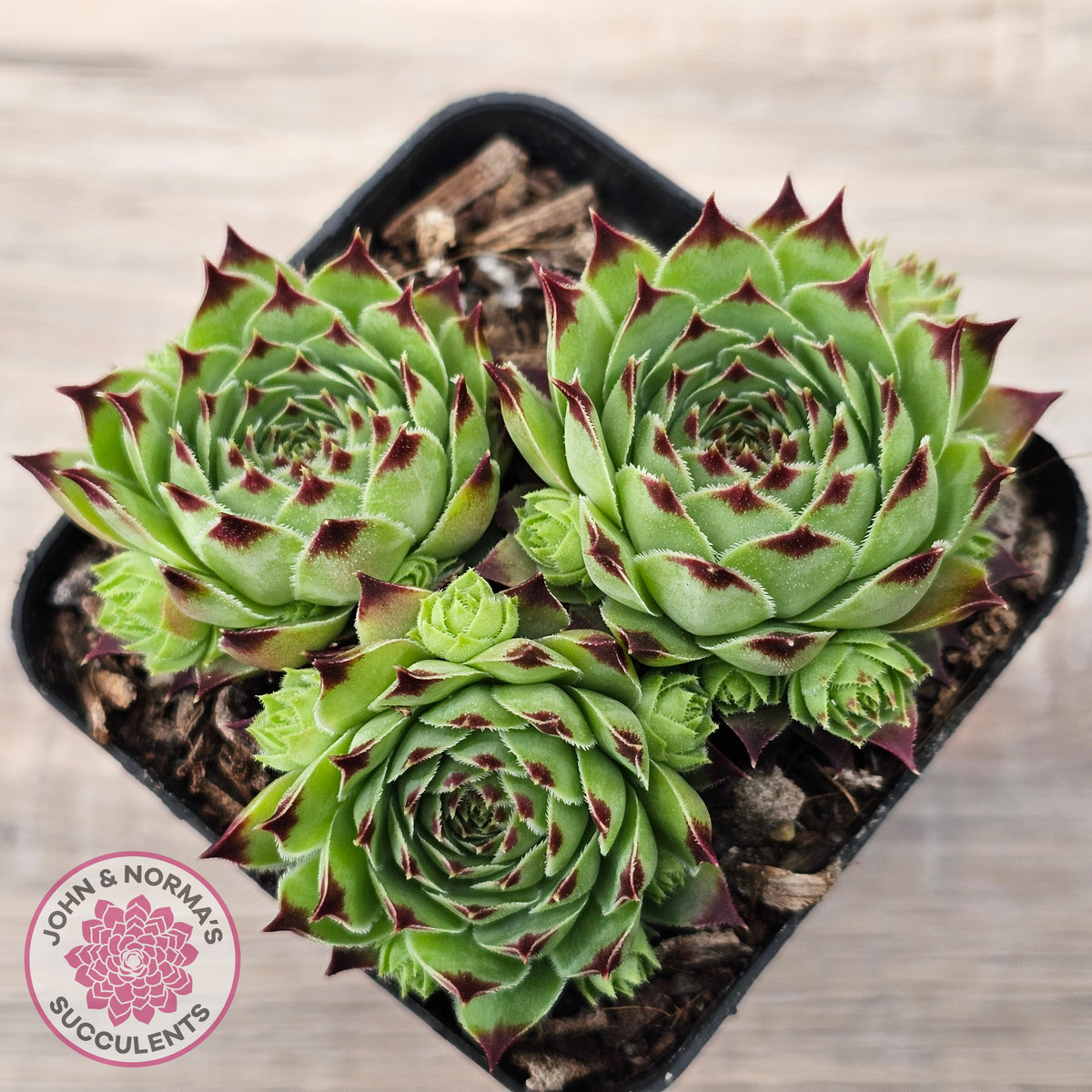Sempervivum tectorum
