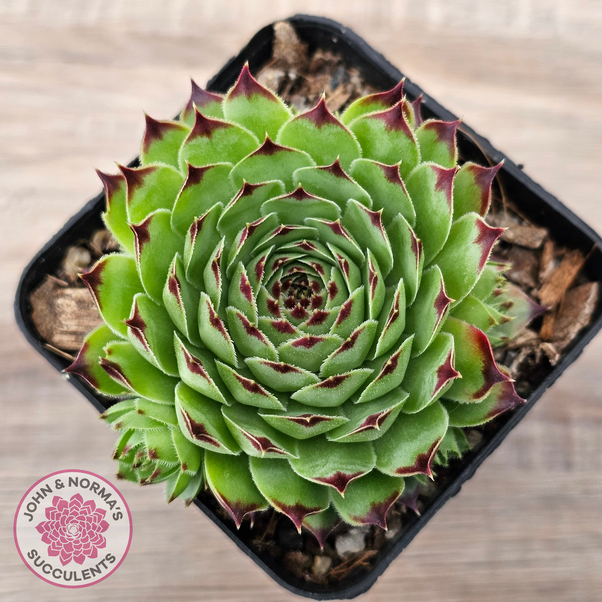 Sempervivum tectorum