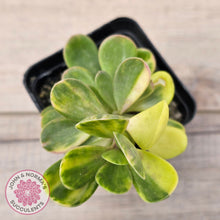 Load image into Gallery viewer, Senecio Jacobsenii 'Trailing Jade' Variegata